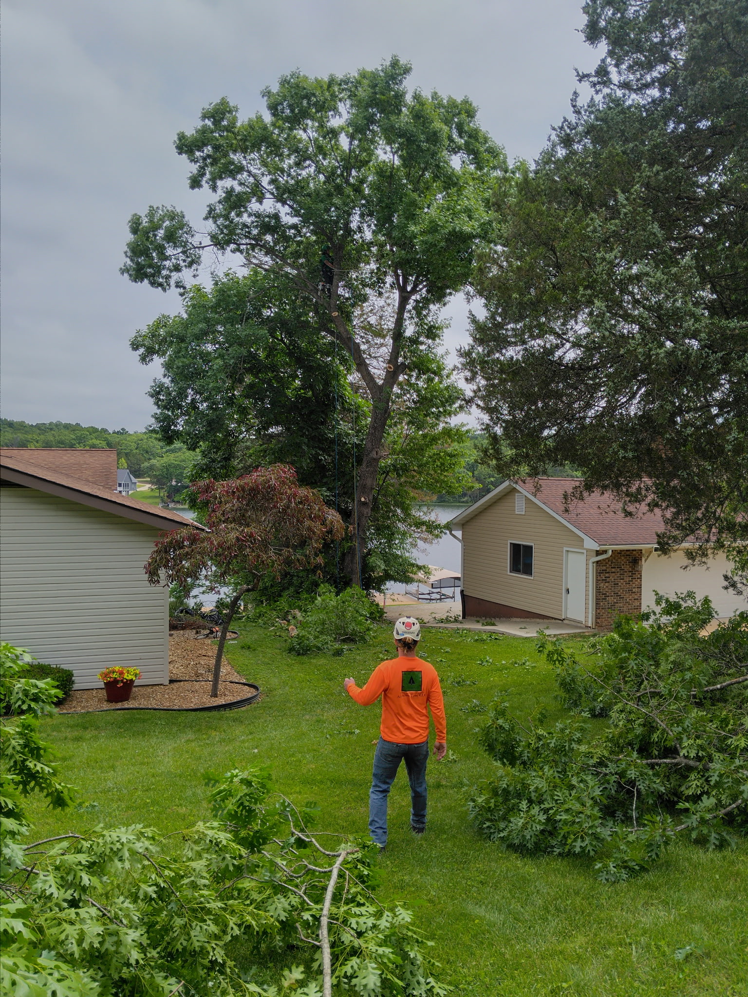 Lot clearing: before