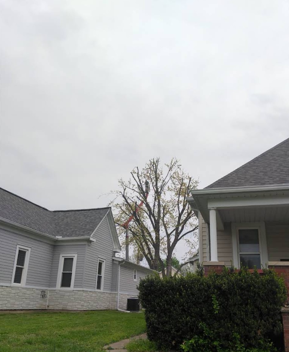 Crown pruning