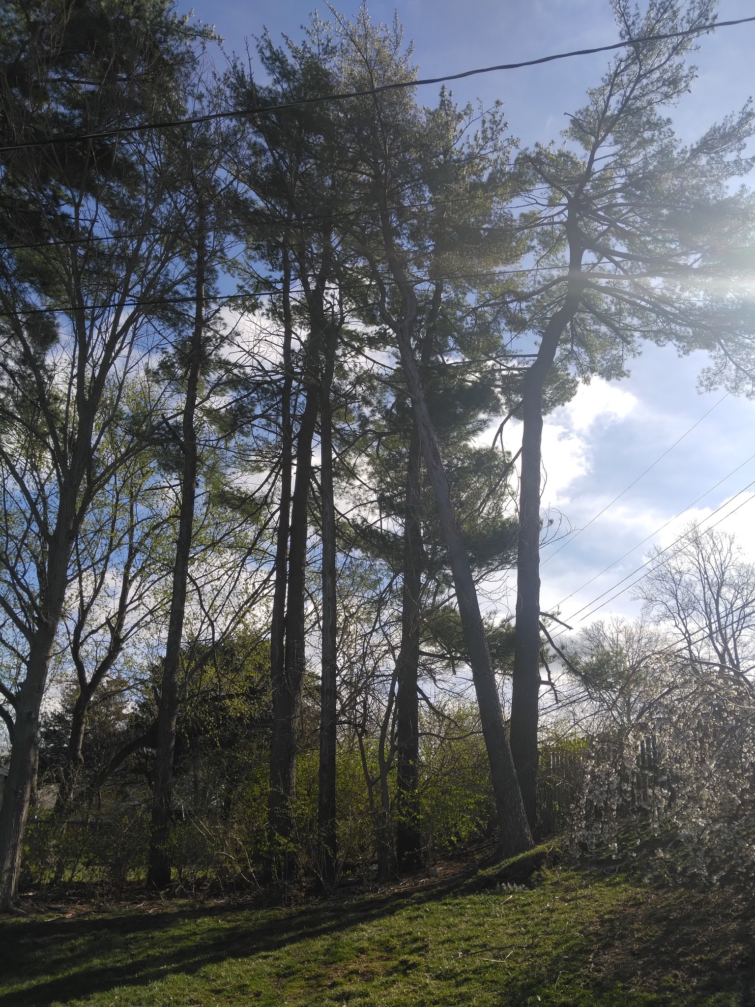 Tree removal, Jefferson County