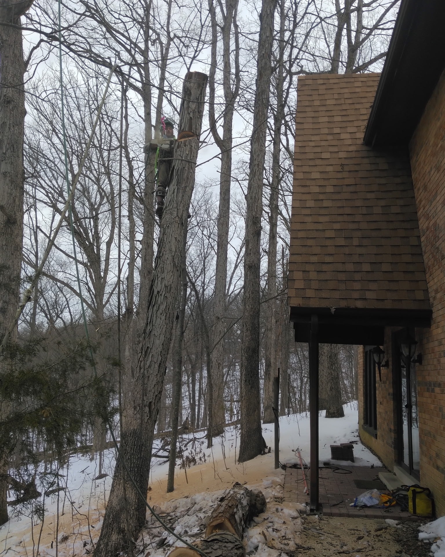 Large tree removal