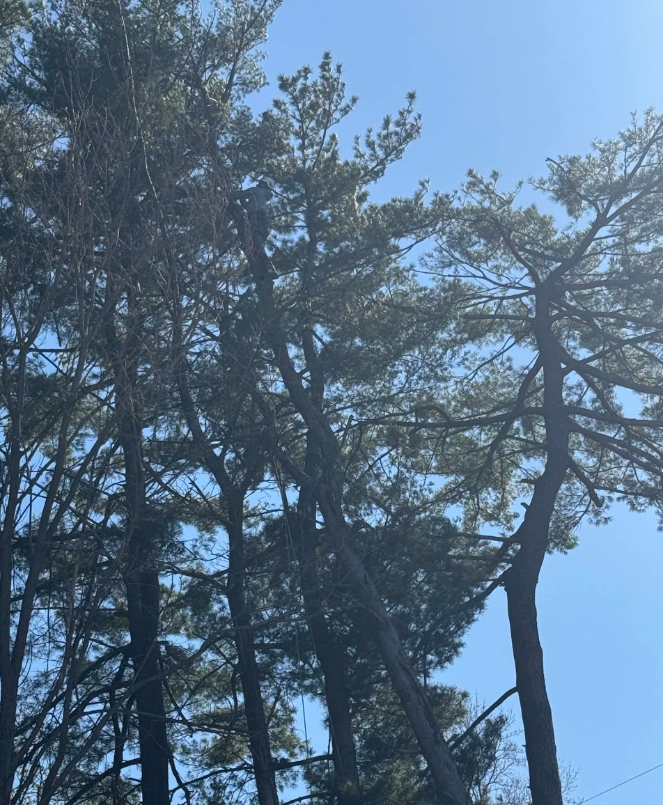 Tree removal and cleanup